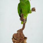Geelvoorhoofdamazone taxidermie op wortelhout