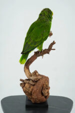 Geelvoorhoofdamazone taxidermie op wortelhout - Afbeelding 6