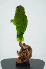 Geelvoorhoofdamazone taxidermie op wortelhout - Afbeelding 5
