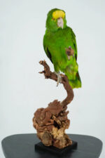 Geelvoorhoofdamazone taxidermie op wortelhout - Afbeelding 4