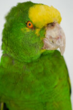 Geelvoorhoofdamazone taxidermie op wortelhout - Afbeelding 3