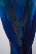Blauw-gele ara op natuurhout - Afbeelding 11