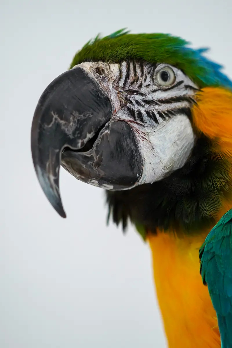 Blauw-gele Ara - Afbeelding 5