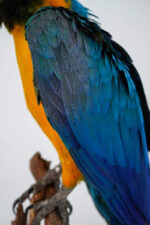 Blauw-gele ara op natuurhout - Afbeelding 4
