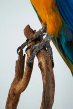 Blauw-gele ara op natuurhout - Afbeelding 3
