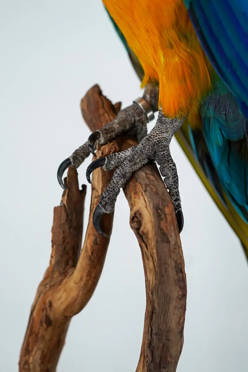 Blauw-gele Ara - Afbeelding 3