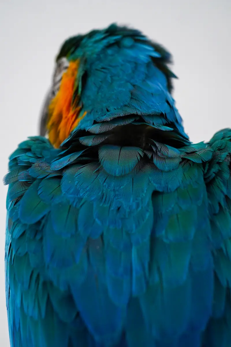 Blauw-gele Ara - Afbeelding 2