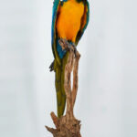 Blauw-gele ara op natuurhout
