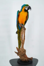Blauw-gele ara op natuurhout