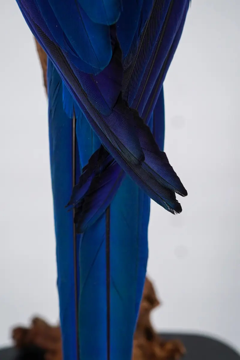 Blauw-gele Ara - Afbeelding 12