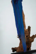 Blauw-gele ara op natuurhout - Afbeelding 13
