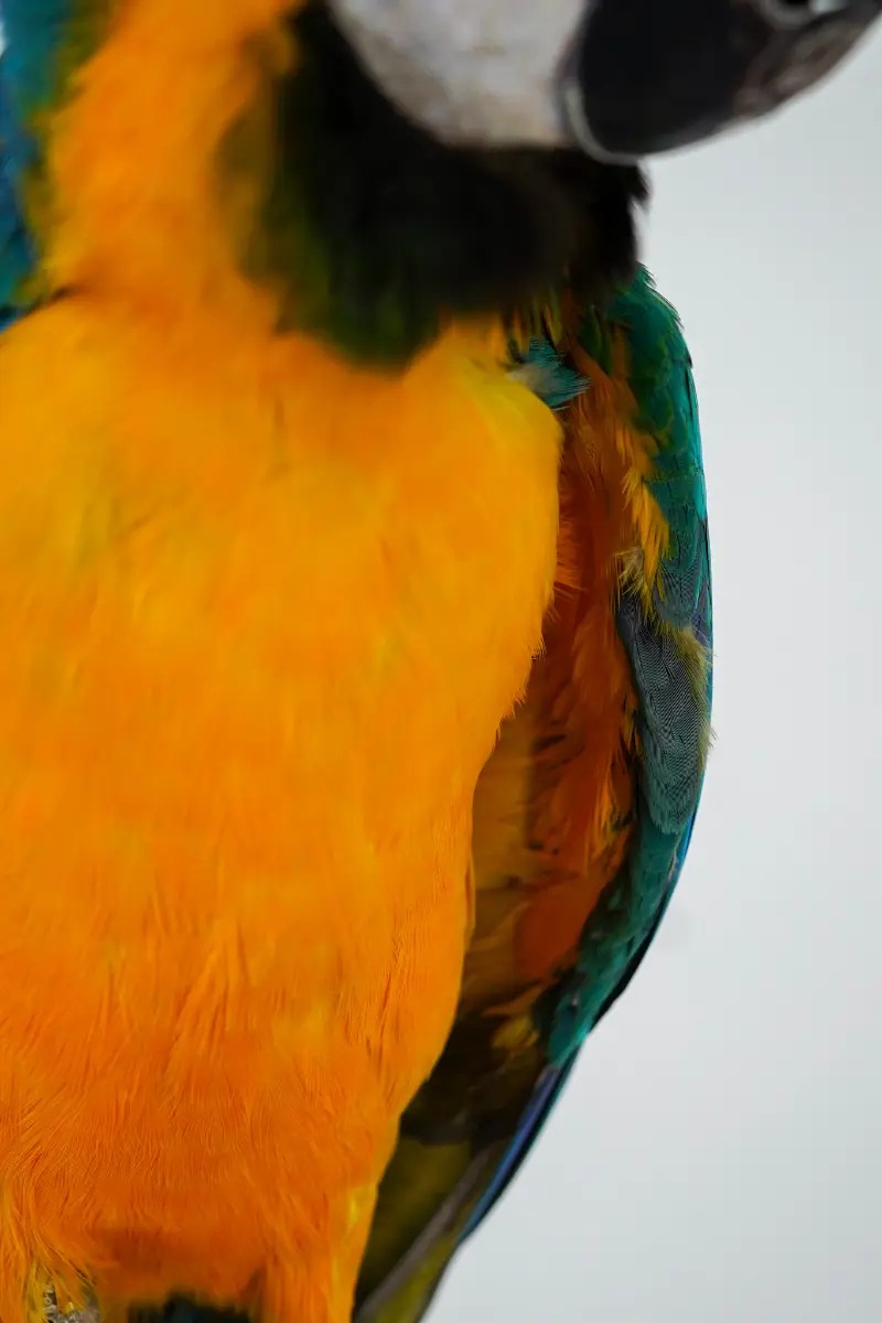 Blauw-gele Ara - Afbeelding 10