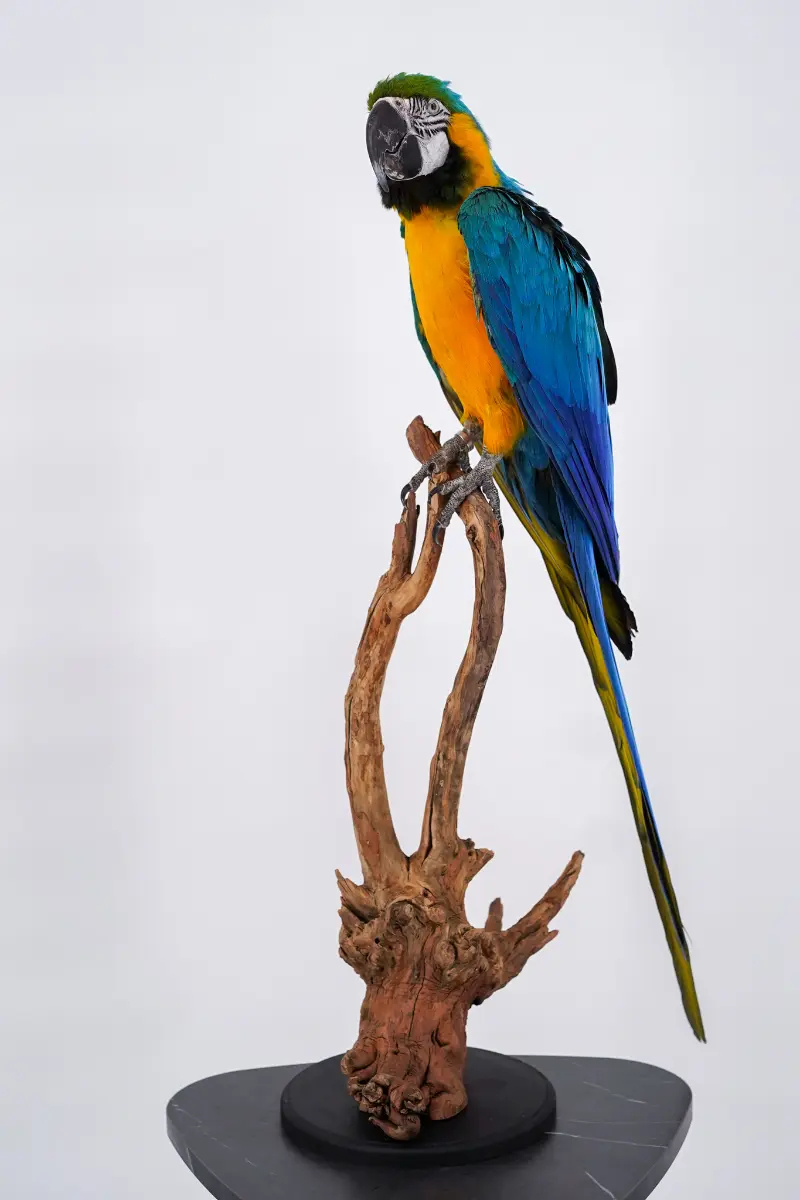 Blauw-gele Ara - Afbeelding 14