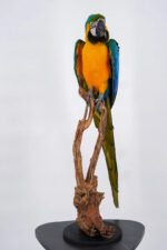 Blauw-gele ara op natuurhout - Afbeelding 9