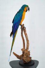 Blauw-gele ara op natuurhout - Afbeelding 8