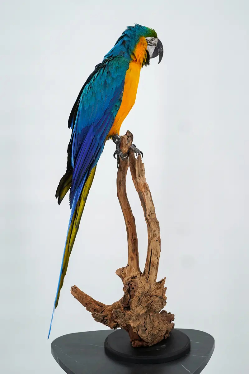 Blauw-gele Ara - Afbeelding 8