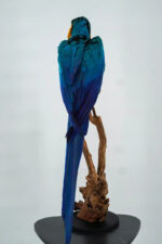 Blauw-gele ara op natuurhout - Afbeelding 7