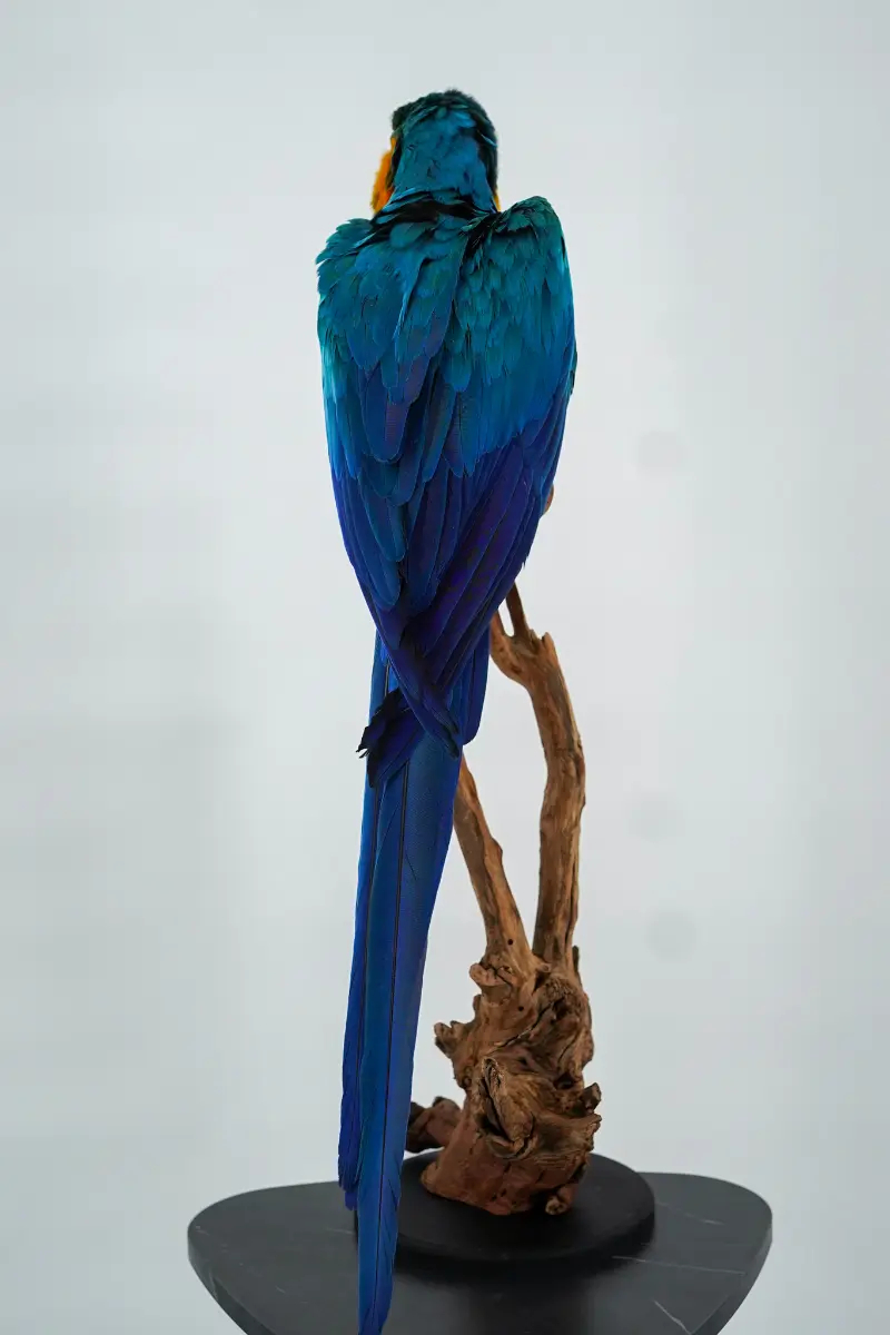 Blauw-gele Ara - Afbeelding 7