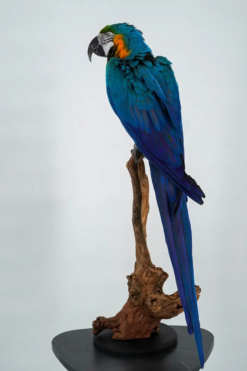 Blauw-gele Ara - Afbeelding 6