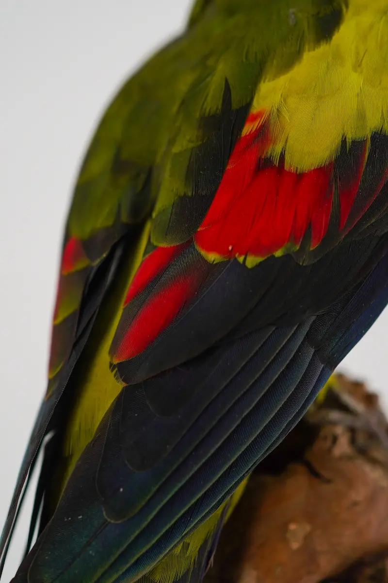 Australische Bergparkiet - Afbeelding 8