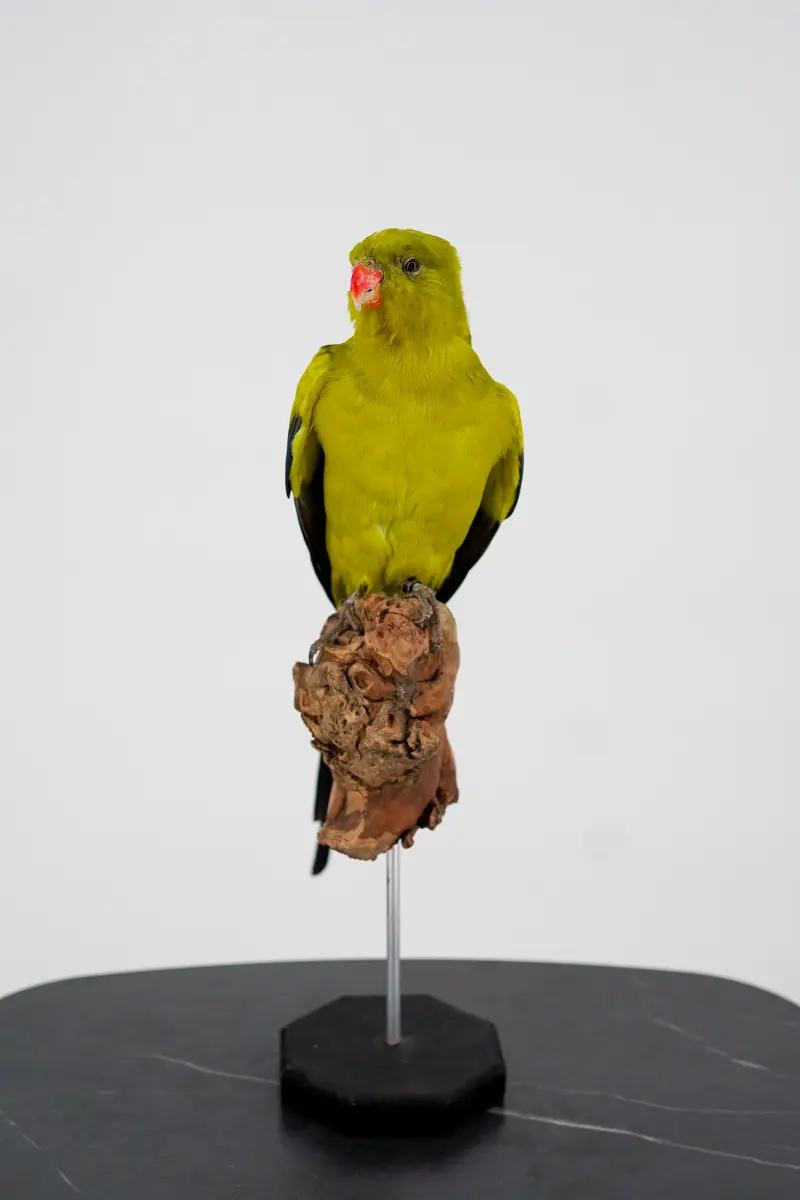 Australische Bergparkiet - Afbeelding 7