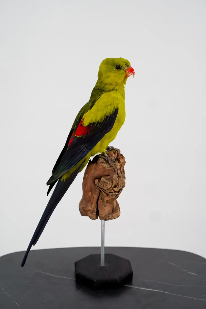 Australische Bergparkiet - Afbeelding 6