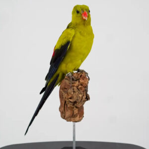 Australische Bergparkiet