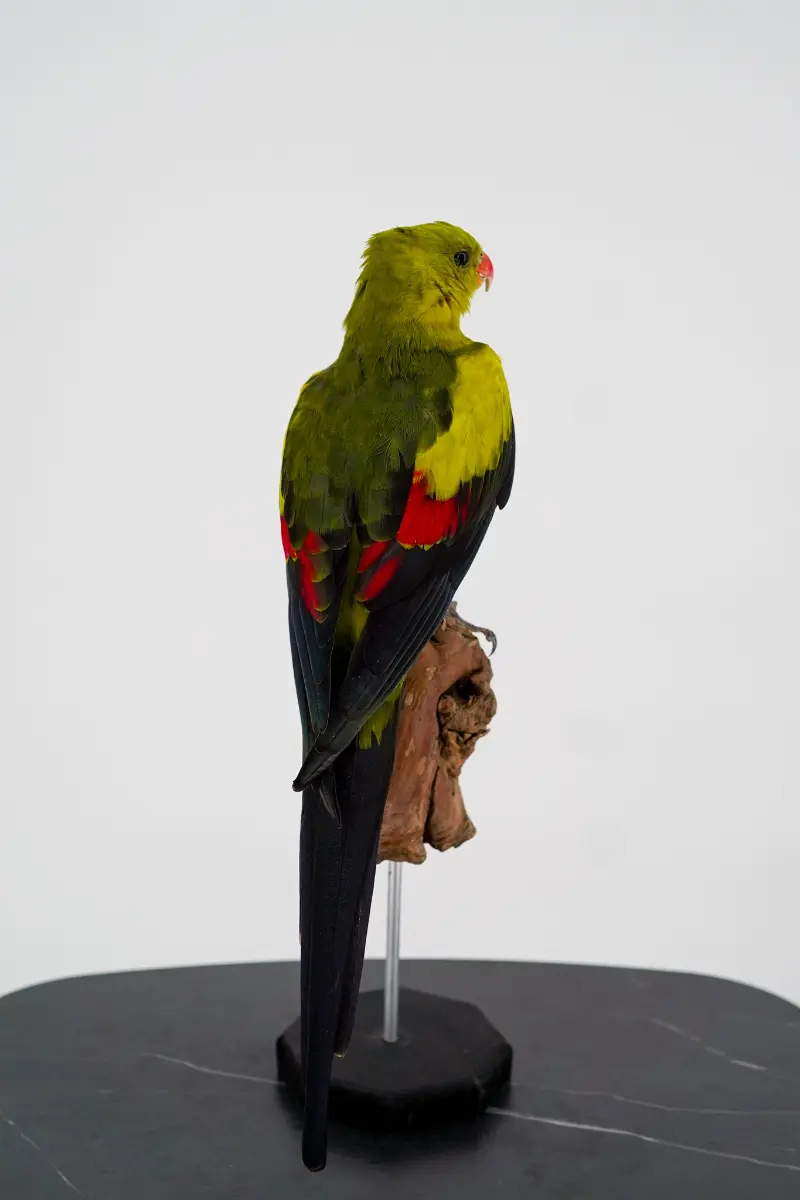 Australische Bergparkiet - Afbeelding 5