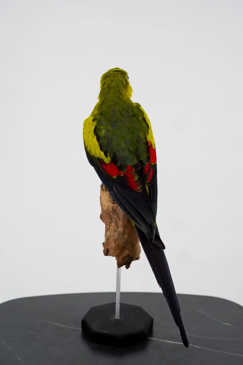 Australische Bergparkiet - Afbeelding 4