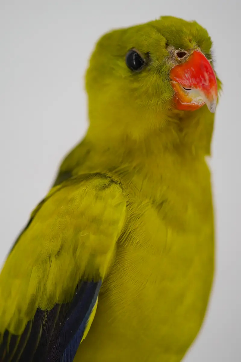 Australische Bergparkiet - Afbeelding 3