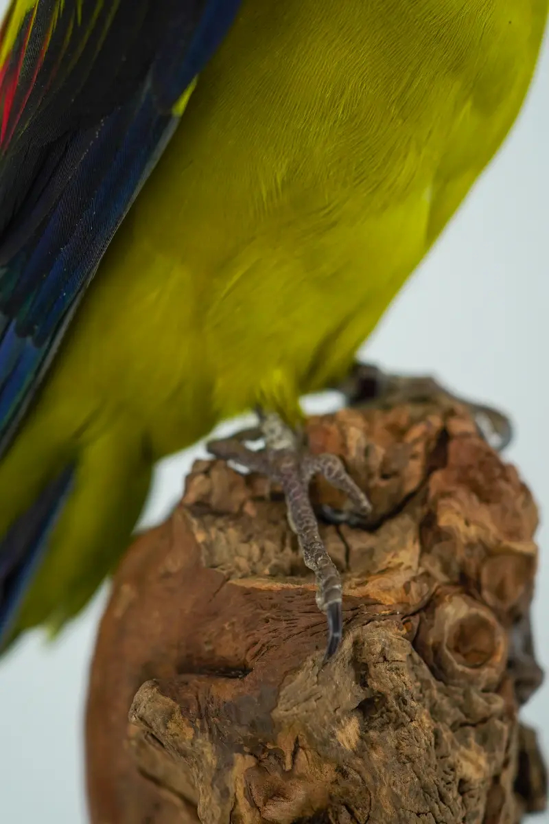 Australische Bergparkiet - Afbeelding 2