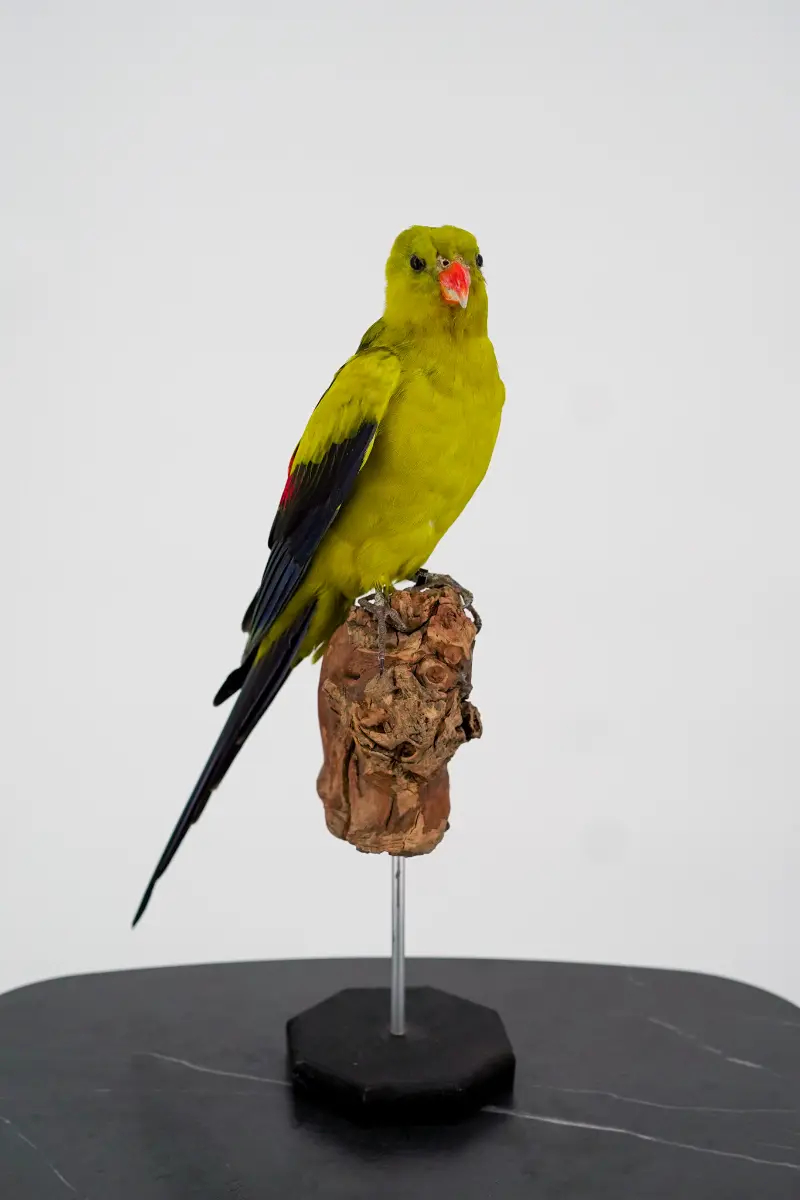 Australische Bergparkiet