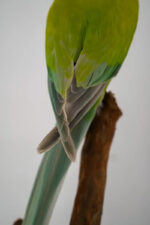 Halsbandparkiet taxidermie op tak – foto 7