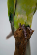 Halsbandparkiet taxidermie op tak – foto 6