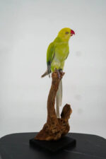 Halsbandparkiet taxidermie op tak – foto 5