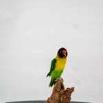 Zwartmaskeragapornis