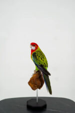 Oostelijke rosella op houten sokkel - Afbeelding 10