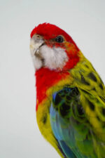 Oostelijke rosella op houten sokkel - Afbeelding 7
