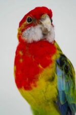 Oostelijke rosella op houten sokkel - Afbeelding 6
