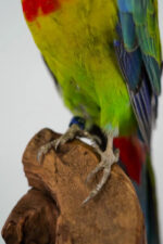 Oostelijke rosella op houten sokkel - Afbeelding 5