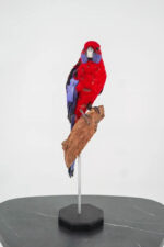 Pennantrosella op houten sokkel - Afbeelding 7