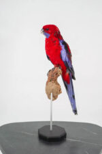 Pennantrosella op houten sokkel - Afbeelding 5