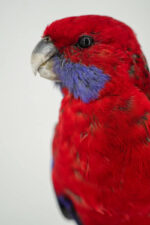 Pennantrosella op houten sokkel - Afbeelding 4