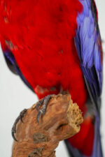 Pennantrosella op houten sokkel - Afbeelding 3