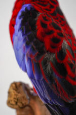 Pennantrosella op houten sokkel - Afbeelding 2