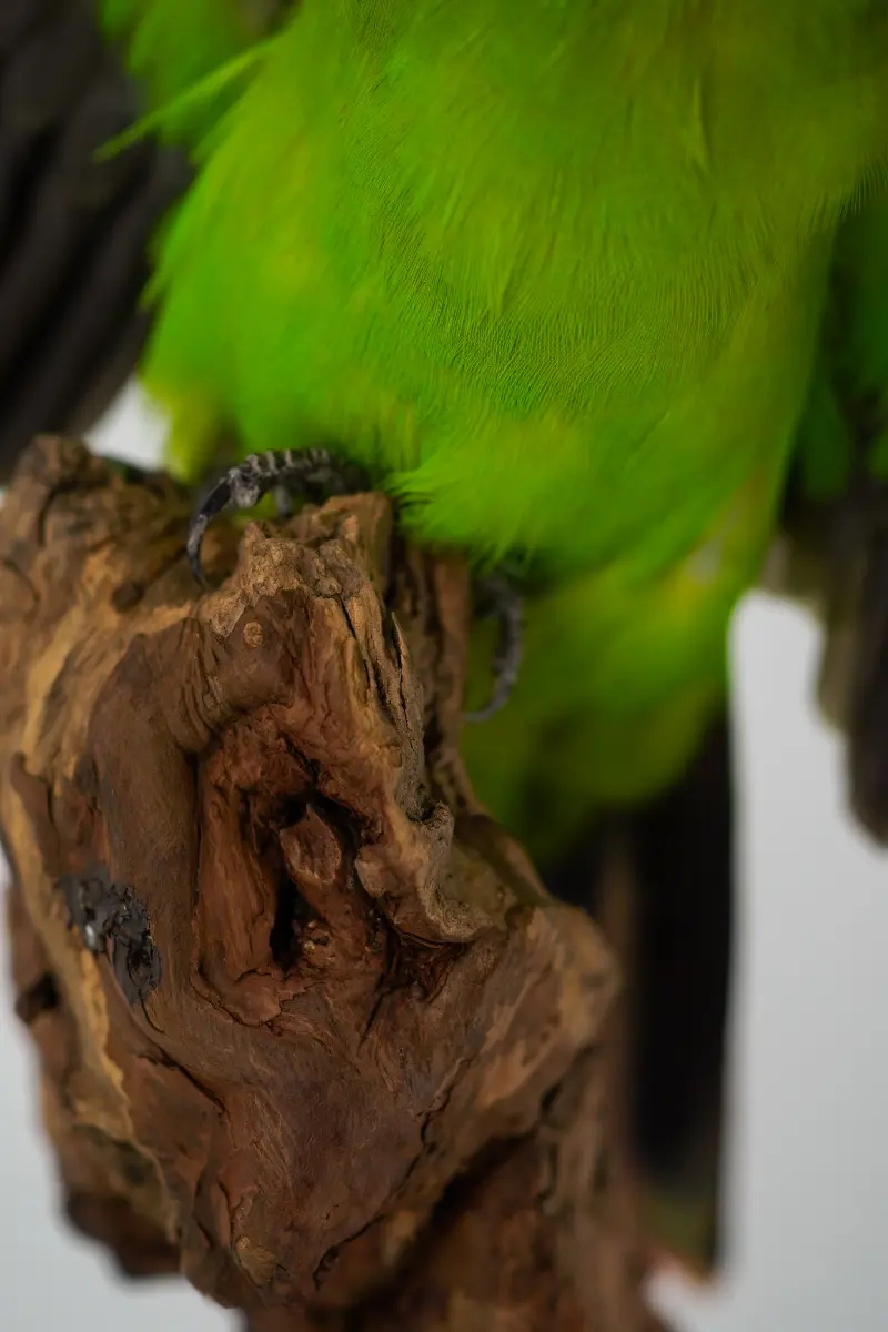 Australische koningsparkiet - Afbeelding 7