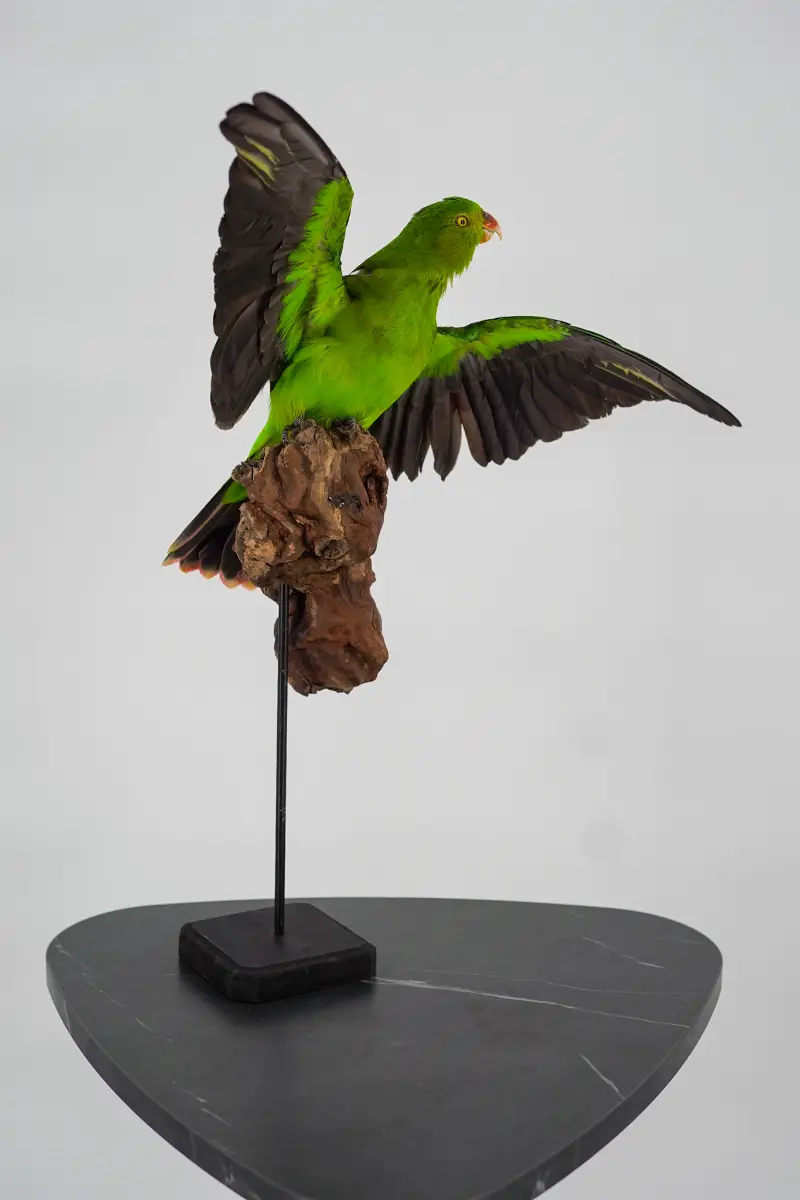 Australische koningsparkiet - Afbeelding 8