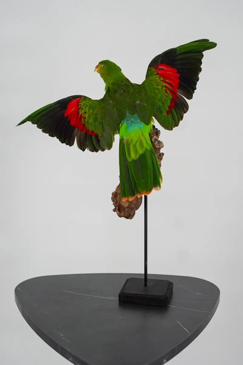 Australische koningsparkiet - Afbeelding 2