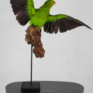 Australische koningsparkiet