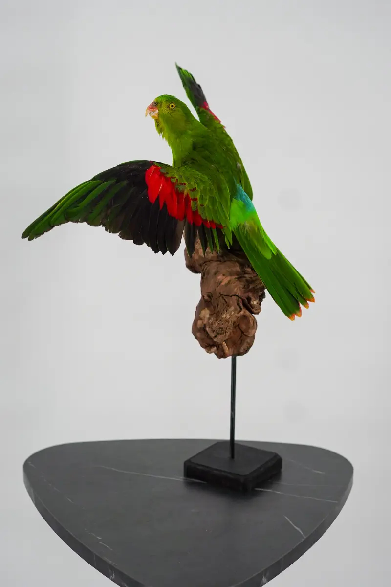 Australische koningsparkiet - Afbeelding 6